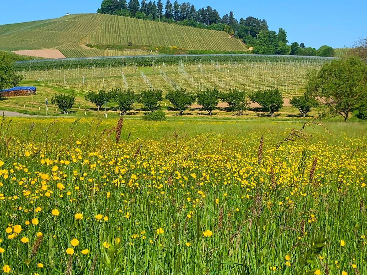 Winzerhof Männle Oberkirch (Baden)