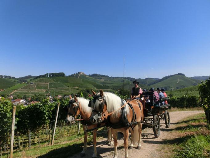 Апартаменты Winzerhof Maennle *